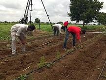 पारंपरिक शेतीला फाटा देत बीडच्या शेतकऱ्याचा अनोखा प्रयोग; एक एकरात 10 लाखांचं विक्रमी उत्पादन