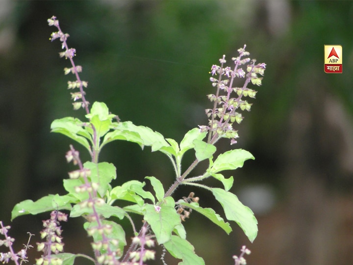 Health Tips basil leaves or Tulsi are beneficial for the Body आरोग्यासाठी गुणकारी ठरते तुळस; 'हे' आहेत फायदे!