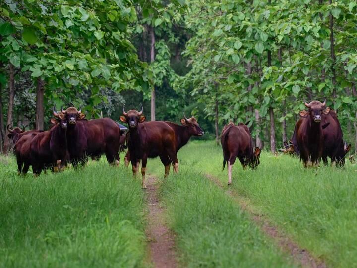 शत्रूची चाहूल घेत असलेला रानगव्यांचा कळप