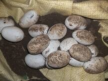 PHOTO | कृत्रिम पद्धतीने अंडे उबवून 22 कोब्रा जातीच्या सापांच्या पिल्लाना दिला जन्म