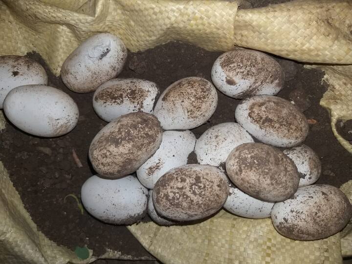 बीड जिल्ह्यामध्ये दोन सर्पमित्रांनी चक्क कोब्रा जातीच्या सापाच्या अंड्यातून कृत्रिम पद्धतीने उबवणी करून चक्क 22 सापांच्या पिलांना जन्म दिला आहे.