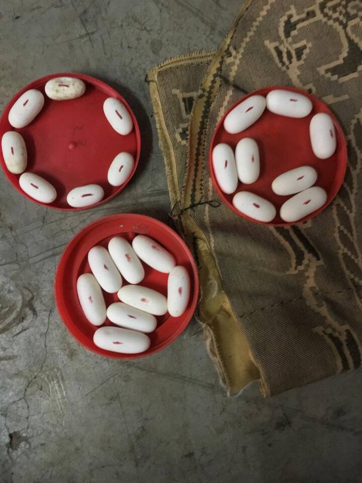 एका बिळामध्ये कोब्रा जातीच्या सापाचे 17 अंडे या सर्व मित्रांना सापडले त्यांनी हे सगळे आणि सुरक्षित रित्या येथून उचलले आणि घरी घेऊन आले.
