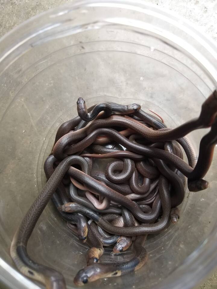 आकाश वैरागे आणि अक्षय वैरागे या दोन मित्रांनी आतापर्यंत किमान दोन हजार सापांना जीवनदान दिले आहे.