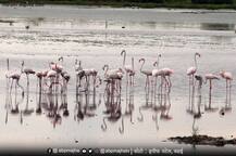 PHOTO | वसईत परदेशी पाहुण्यांचं आगमण, फ्लेमिंगो पक्षांना पाहण्यासाठी पक्षीप्रेमींची गर्दी