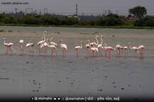 PHOTO | वसईत परदेशी पाहुण्यांचं आगमण, फ्लेमिंगो पक्षांना पाहण्यासाठी पक्षीप्रेमींची गर्दी