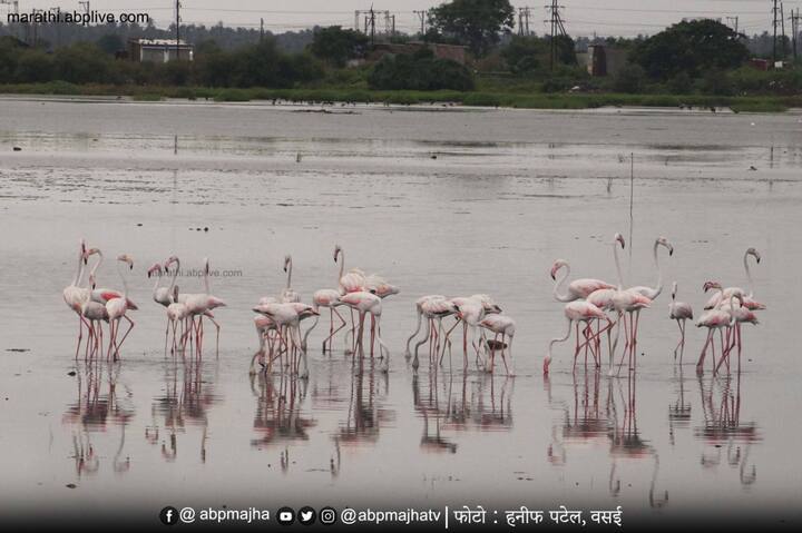 वसईच्या एव्हरशाईन परिसरातील मिठागरमध्ये 50 च्या वर फ्लेमिंगो दाखल झाले आहेत.