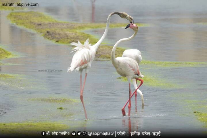 यंदाच्या वर्षी मात्र फ्लेमिंगो या पक्षाचे प्रमाण कमी झाले आहे.