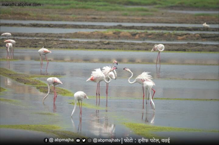 पावसाच्या पाण्यात ते आपल्यासाठी शेवाळे, पाणकिडे, छोटे मासे असे खाद्य शोधतात.