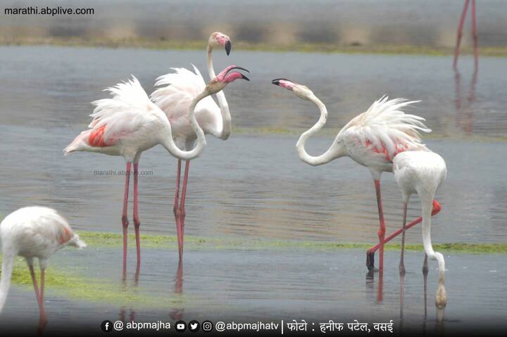 वसई विरार नालासोपाऱ्यात ही आता सिमेंटचे जंगल वाढत असल्याने फ्लेमिंगोचे प्रमाण कमी होत असल्याच्या भावना पक्षीप्रेमी व्यक्त केल्या आहेत