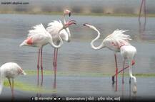 PHOTO | वसईत परदेशी पाहुण्यांचं आगमण, फ्लेमिंगो पक्षांना पाहण्यासाठी पक्षीप्रेमींची गर्दी