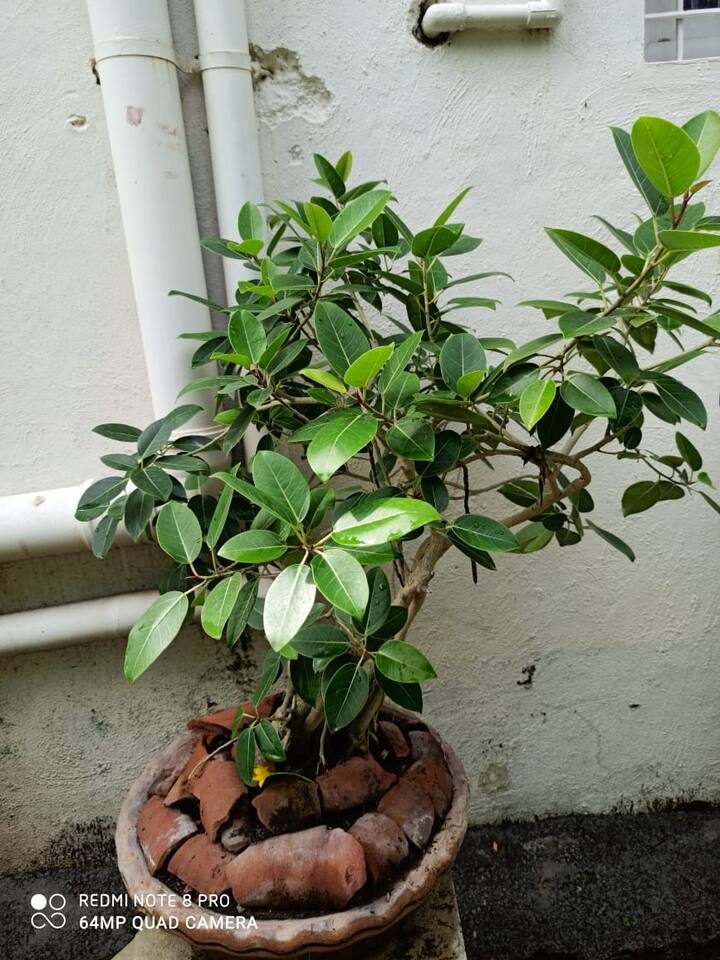 एक डौलदार बोन्साय