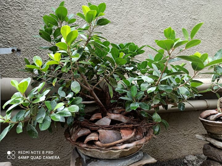 बोन्साय केलेलं डेरेदार झाड