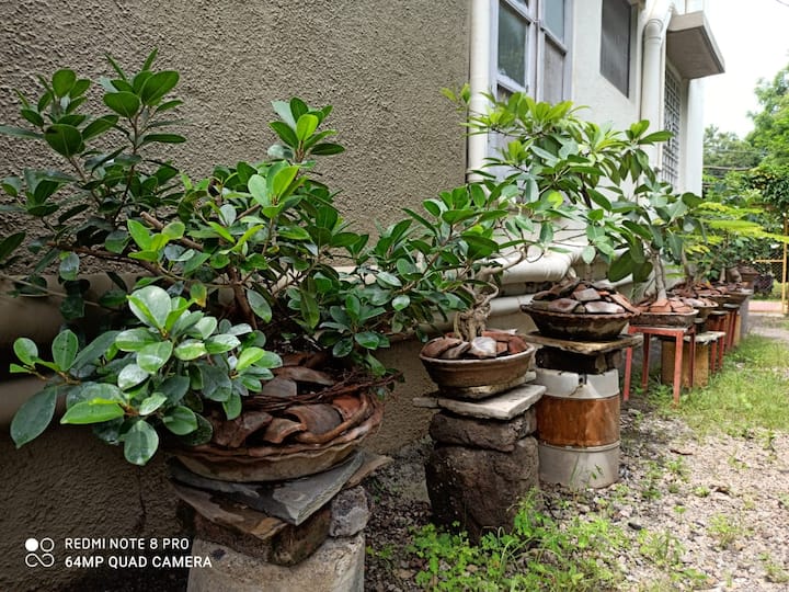 बागेत ओळीत असलेली विविध झाडांचे बोन्साय