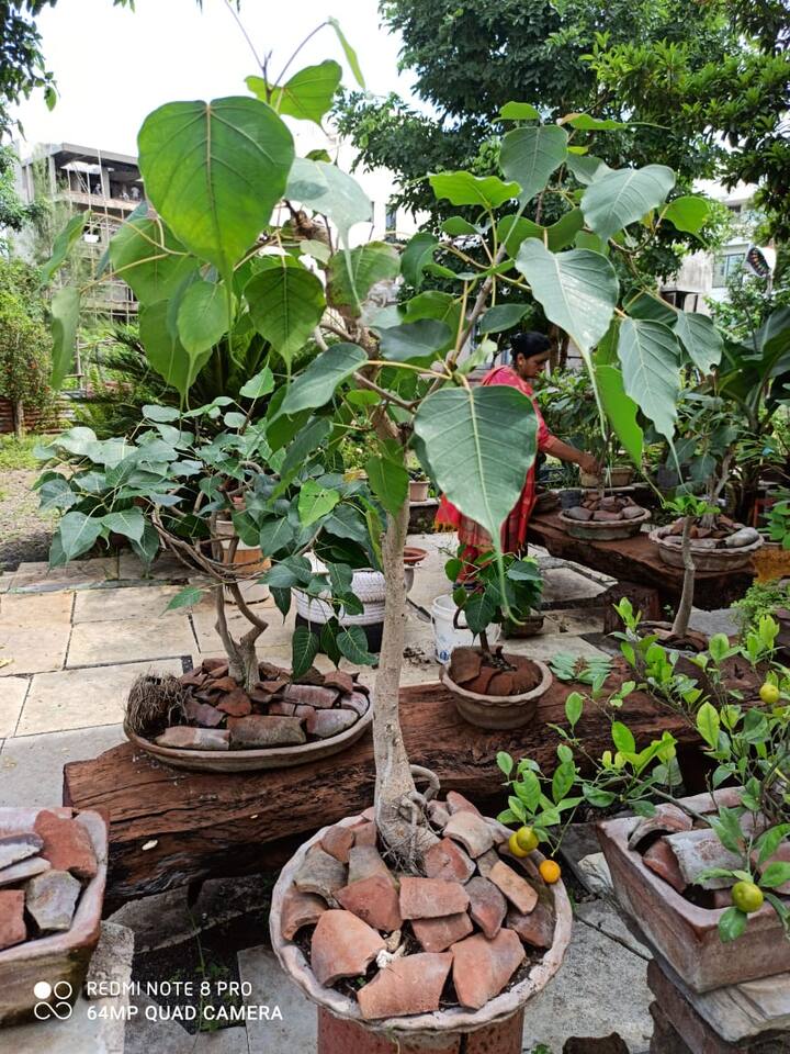 पिंपळाचे बोन्साय