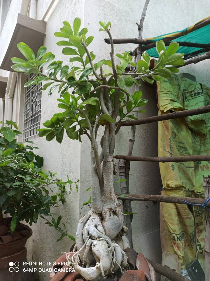 डॉ. अनिता तिडके यांच्या बागेतील 30 वर्षांपूर्वीचे बोन्साय