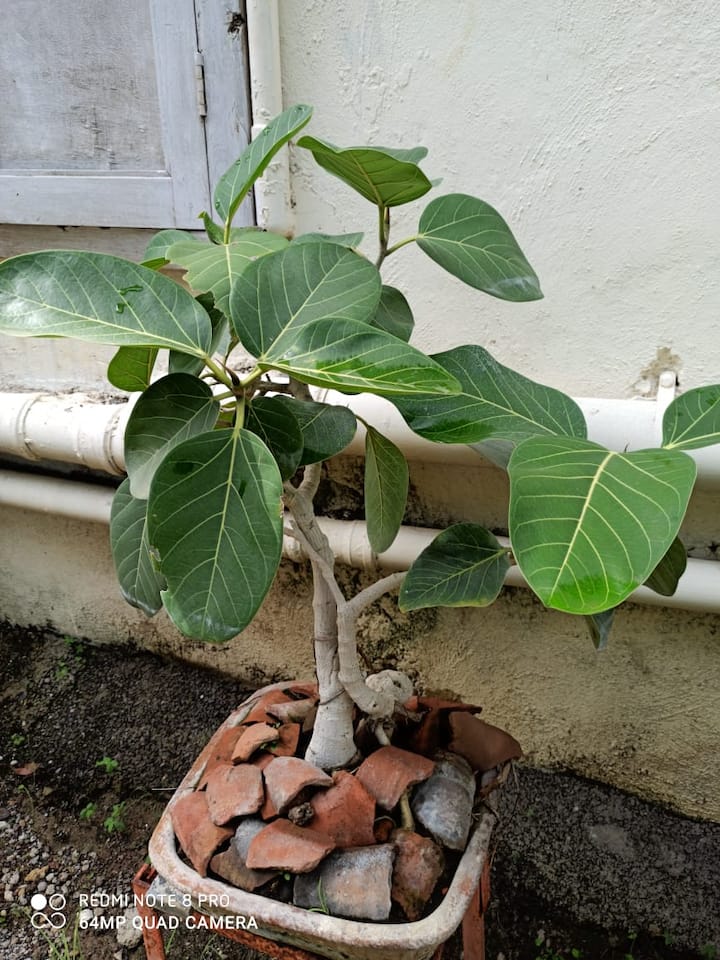 वडाचं बोन्साय झाड