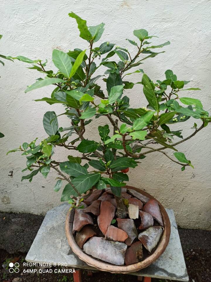 उंबराचं बोन्साय