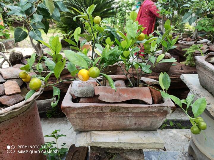 बोन्साय लिंबूच्या झाडाला आलेली फळं