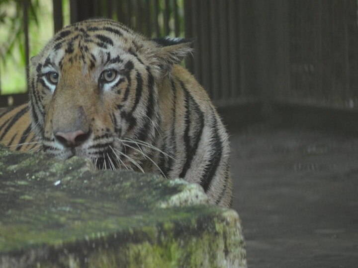  New tiger arrives at Maharajbagh Zoo in Nagpur नागपूरच्या महाराजबाग प्राणी संग्रहालयात नव्या वाघाचे आगमन