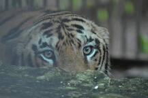 नागपूरच्या महाराजबाग प्राणी संग्रहालयात नवा पाहुणा, 'जान' वाघिणीला जोडीदार मिळाला!