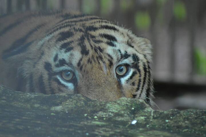 नागपूरच्या महाराजबाग प्राणी संग्रहालयात वाघाच्या रुपाने नवा पाहुणा आला आहे. 'एनटी 1' नावाच्या या वाघाच्या रुपाने प्राणी संग्रहालयात आधीपासून असलेल्या 'जान' या वाघिणीला नवा जोडीदार मिळाला आहे. त्यामुळे वाघ-वाघिणीच्या या जोडीमुळे महाराजबागेत नवं चैतन्य पसरुन पर्यटकांची पावले पुन्हा एकदा इथे वळतील अशी अपेक्षा व्यक्त केली जात आहे.