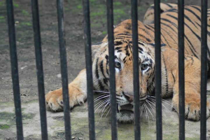 नागपूर शहराच्या केंद्रात वसलेले महाराजबाग प्राणी संग्रहालय अनेक दशके जुने असून इथे मोठ्या संख्येने प्राणी आहेत. मात्र, 2016 पासून इथे जंगलाचा राजा म्हणजे वाघच नव्हता. त्यामुळे महाराजबागेकडे पर्यटकांनीही पाठ वळवली होती. 2016 पर्यंत महाराजबाग प्राणी संग्रहालयात एका वाघासह दोन वाघिणीही होत्या. मात्र, 2016 मध्ये साहेबराव नावाच्या वाघाला पुनर्वसनासाठी प्राणी संग्रहालयाच्या बाहेर पाठवण्यात आले. तर 2017 मध्ये ली नावाच्या वाघिणीलाही प्राणी संग्रहालयातून इतरत्र पाठवण्यात आलं. त्यामुळे गेली तीन वर्षे जान ही वाघीण एकटी पडली होती.