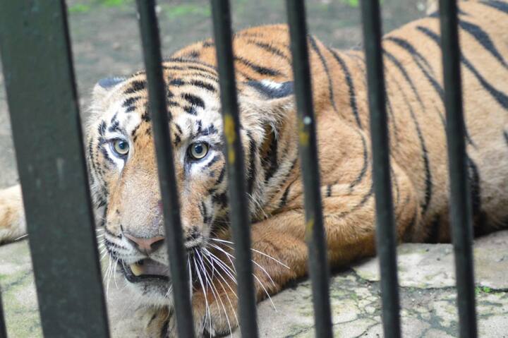 नुकतंच महाराजबाग प्राणी संग्रहालयाचे मास्टर प्लॅन मंजूर करताना केंद्रीय प्राणीसंग्रहालय प्राधिकरणाने वाघिणीला जोडीदार आणण्याची अट घातली होती. त्यानंतर चंद्रपूर जिल्ह्यातील नागभीड-तळोदी वनपरिक्षेत्रातून जेरबंद करून 'एनटी 1' नावाच्या वाघाला नागपुरातील गोरेवाडा वन्यप्राणी बचाव केंद्रात आणले होते. आता वन विभागाच्या मान्यतेने त्याच एनटी 1 वाघाला महाराजबाग प्राणी संग्रहालयात पाठवण्यात आले आहे.