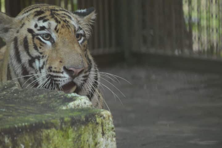 गोरेवाडामधील वन्यजीव बचाव केंद्रातून एनटी 1 वाघाला एका मोठ्या पिंजऱ्यातून महाराजबाग प्राणी संग्रहालयात आणले. जान या वाघिणीच्या रुपात नव्या जोडीदाराची भेट होणार आहे कदाचित याच पूर्व अंदाजाने एनटी 1 लगेच पिंजऱ्यात आला आणि महाराजबागेत आणल्यानंतरही तो त्याच्या पिंजऱ्यातून मोठ्या पिंजऱ्यात लगेच गेला. त्यामुळे प्राणी संग्रहालयातील अधिकाऱ्यांना फारशी वाट बघावी लागली नाही.