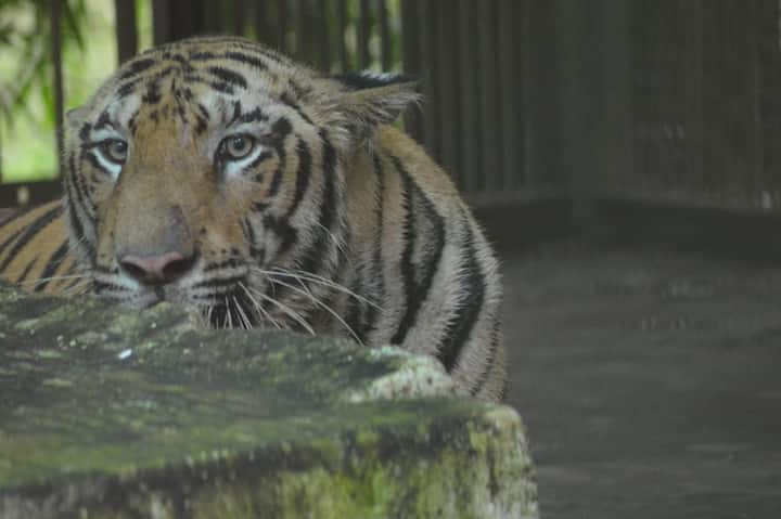 सध्या एनटी 1 या वाघाला प्राणी संग्रहालयातील वातावरणाशी जुडवून घेण्यासाठी पुरेशा वेळ दिला जाणार असून त्याला लगेच पर्यटकांसमोर आणले जाणार नाही. दरम्यान प्राणी संग्रहालयात आणल्या गेल्यानंतर एनटी 1 काहीसा आक्रमक झाला असून सतत त्याची डरकाळी ऐकू येत असल्याचे कर्मचाऱ्यांचे म्हणणे आहे.