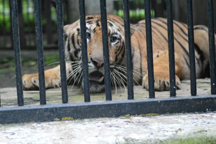 एनटी 1 च्या आगमनाने गेली तीन वर्ष एकाकी जीवन जगणाऱ्या जान या वाघिणीच्या जीवनात ही नवे बदल होणार असून दोघांच्या साथीने महाराजबाग प्राणी संग्रहालयात नवं चैतन्य पसरेल, अशी अपेक्षा प्राणी संग्रहालय प्रशासनासह नागपूरकरांनाही आहे.