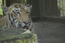 नागपूरच्या महाराजबाग प्राणी संग्रहालयात नवा पाहुणा, 'जान' वाघिणीला जोडीदार मिळाला!