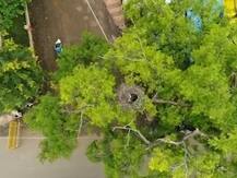 कौतुकास्पद...! अमरावतीत पक्षाचं घरटं वाचवण्यासाठी झाड तोडण्याचा आदेश मागे