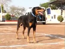 'मन की बात'मध्ये बीडच्या 'रॉकी'चा उल्लेख करताना पंतप्रधान मोदी भावूक