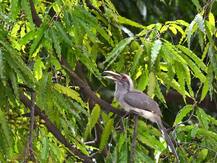 पुण्यात किती जातींचे पक्षी आहेत? लोकसहभागातून ‘पुणे पक्षीकोष’बनवण्याचं काम सुरु