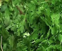 नाशिकमधील शेतकऱ्याचे 4 एकर कोथिंबीरीतून 12 लाखांचे विक्रमी उत्पन्न