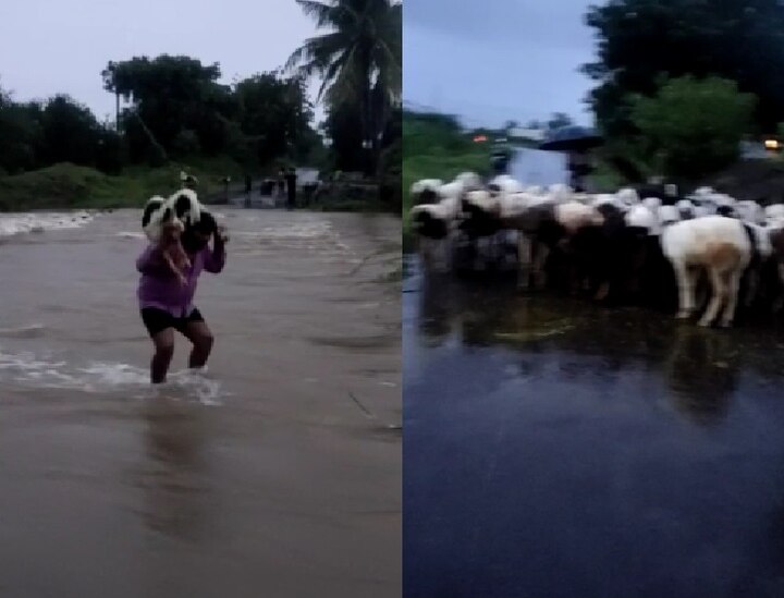 Rescued sheep trapped in the flood in Atpadi sangli 80 मेंढ्या पुरात अडकल्या, जीवाची बाजी लावून मेंढपाळांनी खांद्यावरुन वाहिल्या मेंढ्या