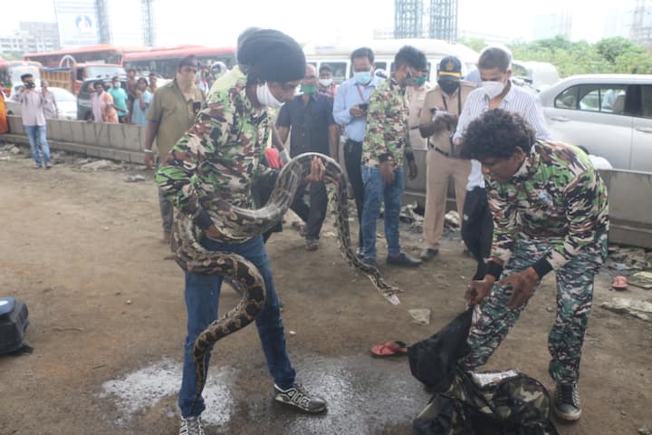 स्थानिक नगरसेवक कप्तान मलिक यांनी याची माहिती महाराष्ट्र अॅनिमल रेस्क्यू असोसिएशनच्या सर्पमित्रांना दिली. मग सर्प मित्र अभिरुप कदम, सिद्धार्थ गायकवाड आणि सुनील कदम यांनी घटनास्थळी धाव घेऊन मोठ्या शर्थीने या अजगराला सुरक्षित बाहेर काढून जीवनदान दिले.