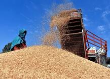 रब्बी पिकांच्या किमान आधारभूत किमतीत वाढ, केंद्र सरकारचा निर्णय