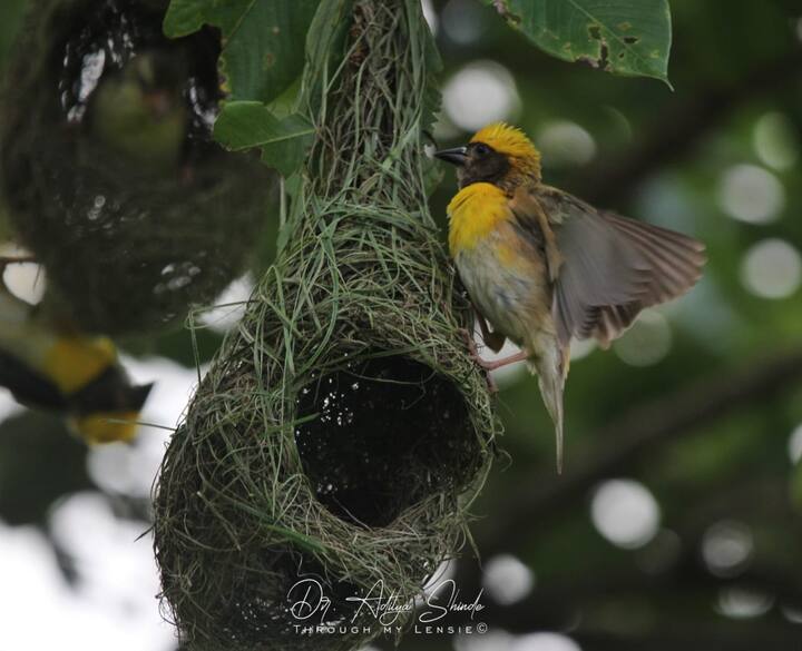 सुगरण ( baya weaver, polceus philippinus ) या पक्षांची, पक्षांंमधील कारागिर किंवा इंजिनिअर म्हणून ओळख आहे. भातशेती तयार किंवा काहीशी पिवळी झाल्यानंतर खैर, बाभूळ किंवा माडाच्या झाडांच्या फांदीच्या टोकावर वाऱ्यासंग झुलणारी घरटी मनमोहून टाकतात.घरटी लक्षवेधी असली तरी त्यामागील कहाणी किंवा संघर्ष नक्कीच प्रेरणादायी आहे. (PHOTO : डॉ. आदित्य शिंदे, राजापूर, रत्नागिरी)