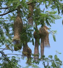 अरे खोप्यामधी खोपा सुगरणीचा चांगला... जोडीदारासाठी सुरगण पक्षाचा वन रुम किचनचा संघर्ष!