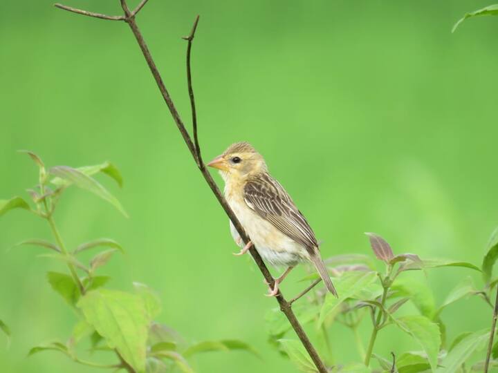 घरटं बांधल्यानंतर पिल्लांच्या सुरक्षेची देखील यावेळी पूर्णपणे काळजी घेतलेली असते. मुळात साप, सरडा या शत्रुंपासून संरक्षण करण्यासाठी फांदीच्या टोकाला सुरक्षितपणे उंच ठिकाणी बांधलेल्या पुंगीच्या आकाराच्या घरट्यामध्ये दोन चेंबर्समध्ये हे घरटं बांधलं जातं. सर्वात वरच्या चेंबर्समध्ये मादी अंडी देते. शत्रुपासून रक्षण करणे हाच यामागील उद्देश! (PHOTO : नितीन नार्वेकर, चिपळूण, रत्नागिरी)