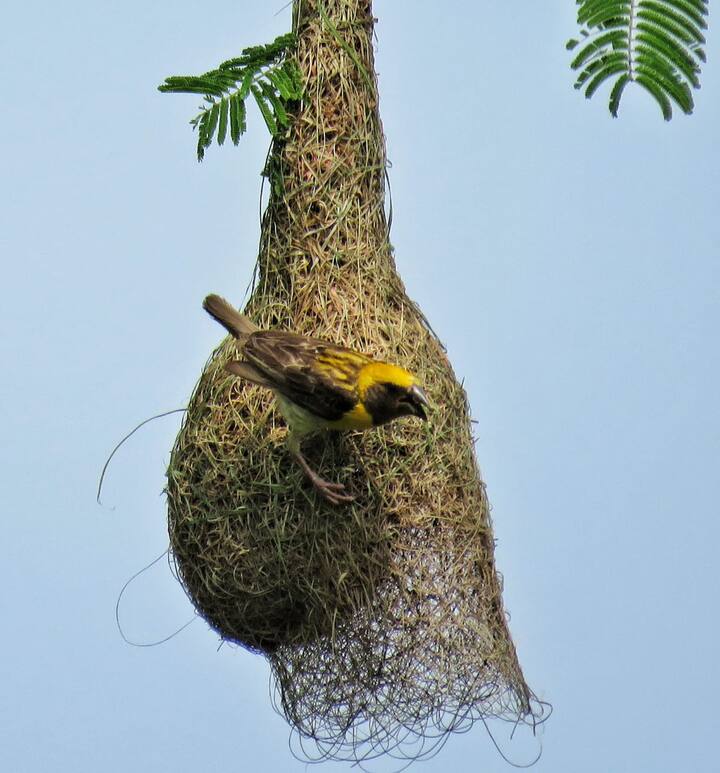 या पक्षाला दुष्काळाची देखील चाहूल लागते. त्यामुळे आपल्या पिल्लांचे हाल होऊ नयेत म्हणून मादी अंडी घरट्यामधून जमिनीवर पाडते असा देखील एक समज शेतकऱ्यांमध्ये प्रचलित असल्याचं काही ठिकाणी दिसून येते. (PHOTO : नितीन नार्वेकर, चिपळूण, रत्नागिरी)