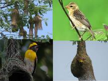 अरे खोप्यामधी खोपा सुगरणीचा चांगला... जोडीदारासाठी सुरगण पक्षाचा वन रुम किचनचा संघर्ष!