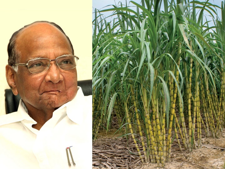 Sharad Pawar says Ethanol will be produced by reducing sugar साखरेचं उत्पन्न कमी करुन इथेनॉलची निर्मिती करणार : शरद पवार