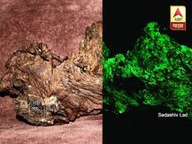 रात्रीच्या अंधारात हिरव्या गडद रंगात चमकणारी दुर्मिळ बुरशी!