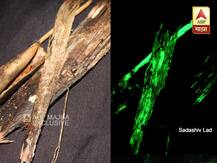 रात्रीच्या अंधारात हिरव्या गडद रंगात चमकणारी दुर्मिळ बुरशी!