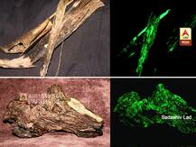 रात्रीच्या अंधारात हिरव्या गडद रंगात चमकणारी दुर्मिळ बुरशी!