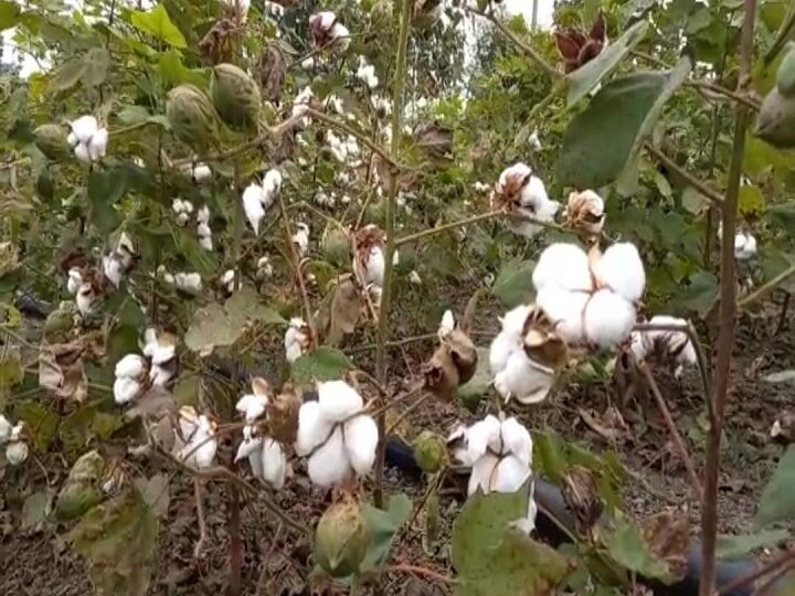 Guaranteed price of Rs 5825 for cotton this year Cotton registration process started in Yavatmal पांढऱ्या सोन्याला यंदा 5825 रुपये हमीभाव! कापूस नोंदणी प्रक्रिया सुरु