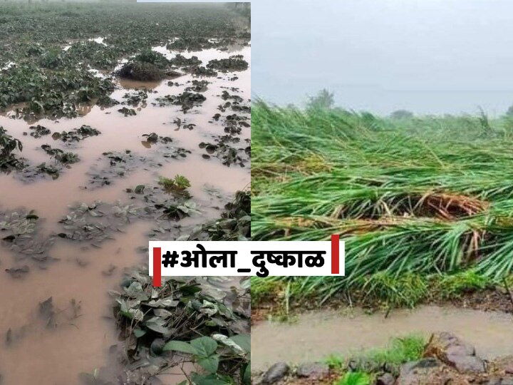 Maharshtra Rain Latest update Ola dushkal Wet drought demand by Farmers  बळीराजाची स्वप्न 'पाण्यात', किसानपुत्रांचा एल्गार, सोशल मीडियावर #ओला_दुष्काळ ट्रेंड