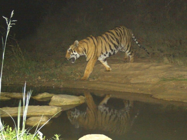 हल्लेखोर वाघाला पकडण्यासाठी पिंजऱ्यात बसवले कर्मचारी, वनविभागाची शक्कल महागात पडणार?